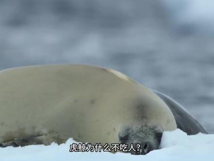 虎鲸为什么不吃人? #虎鲸#生物#动物#可爱#好奇君