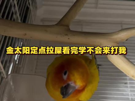 鹦鹉定点拉屎,超级详细保姆教程来了,看完你还学不会来打我#金太阳 #鹦鹉 #手养鹦鹉 #萌宠 #鹦鹉教程