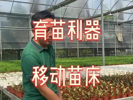 育苗数量比较多的或者工厂化育苗,可使用移动苗床,可以大大增加利用空间操作方便!#农业种植 #三农 #育苗