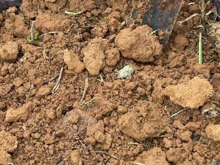 楼顶种菜:给种植箱配土的时候我没有翻土?田园土一定要翻土吗?