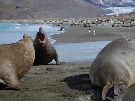 南极巨兽,重量级南象海豹的王位挑战,座头鲸捕食磷虾的罕见一幕#神奇动物在抖音 #野生动物零距离 #海洋生物 #动物纪录片 #万物有灵