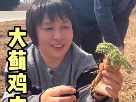#野菜 摸不敢碰的大蓟,被我们挖回了家,一锅香喷喷的鸡汤不是解馋的,是我们春天不可或少的美味!#山野菜 #挖野菜 #我的乡村生活 #大蓟根也叫土人参