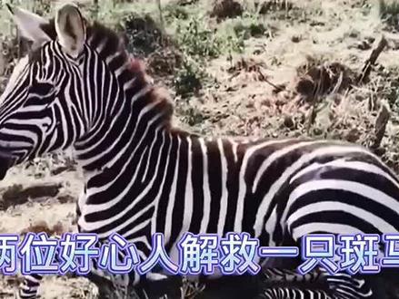 两位好心人解救一只小斑马#搞笑视频 #搞笑 #搞笑配音