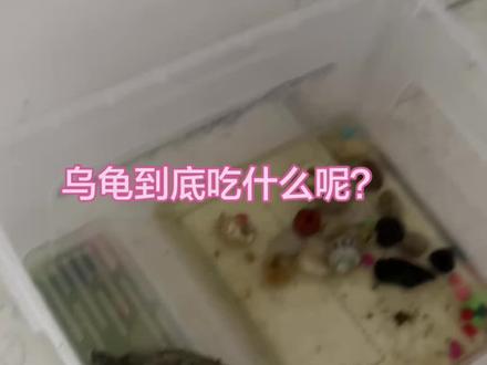 乌龟到底吃什么?为什么不吃龟粮 乌龟还会叫#新手养龟经验分享 #养龟新人 #乌龟吃什么食物 #乌龟会叫 #真实生活分享