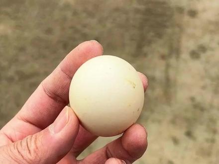 这么贵的鸡蛋 你见过没(第二期) #观赏鸡 #网红鸡 #宠物鸡 #抖音养鸡人 #养鸡日常