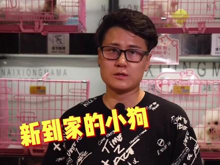 新到家的小狗总是叫怎么办,你是怎么处理的#萌宠出道计划 #狗狗 #柯基 #宠物店 #萌宠好物