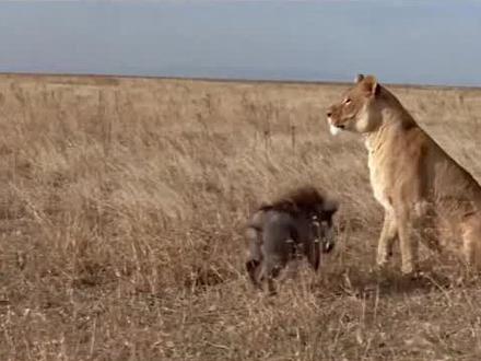 狮子拆家追捕疣猪,却被狡猾的疣猪戏耍,倒霉的角马变成出气包!#狮子 #疣猪 #动物世界 #捕猎