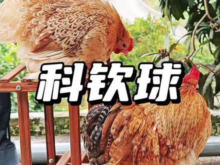 科钦球已开车,可滴,慢拍腿#宠物鸡 #宠物 #萌宠 #科钦球鸡 #观赏鸡