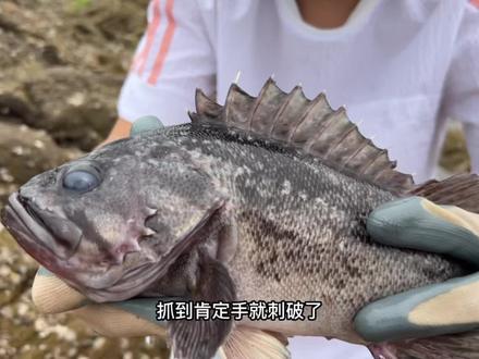 牛牛终于找到这个好地方,果然也不失所望,抓到了好多大货#赶海 #海鲜 #黑头鱼 #新农人计划2022