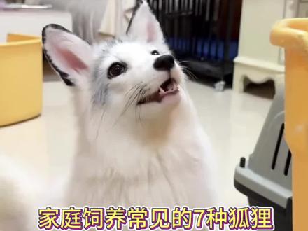 可以家庭饲养的几种宠物狐狸#狐狸#狐狸养殖