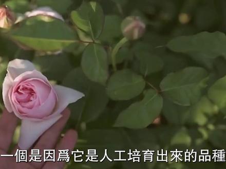 全世界最珍稀的花!一株能换劳斯莱斯,第一名一生只开一次! 全世界最珍稀的10种花!一株能换劳斯莱斯只能排第4,第一名一生只开一次,世界上几乎没人见过!#世界之最 #top10 #猎奇