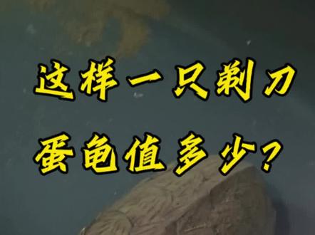 这个品相的剃刀应该可以算得上精品吧#剃刀蛋龟 #蛋龟