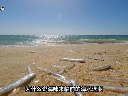 海水突然往后退,遍地是鱼你是留下疯狂捡鱼回家还是... 海水突然往后退,遍地是鱼你是留下疯狂捡鱼回家还是..... #抖音精选 #未解之谜 #涨知识 #奇闻 #海啸
