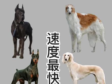 速度最快的十种狗#猛犬 #战斗力爆表 #猛犬保镖 #霸气十足 #忠犬护主