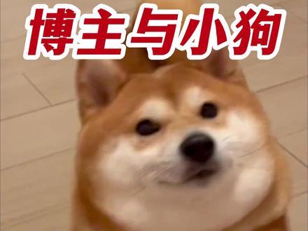 养狗的人看不得这些...#爱狗必看 #宠物 #感人 #养宠必看 #宠物