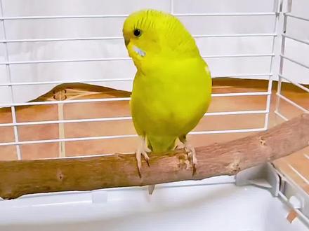 30秒训鸟神曲#重复播放把你家鹦鹉训的服服帖帖 神曲一放就会飞到你手上#鹦鹉鹦鹉萌萌哒逗鹦鹉 #虎皮鹦鹉 #鹦鹉 #鹦鹉小白