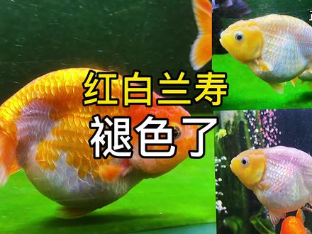 红白兰寿金鱼也会褪色,你敢信?到底什么原因造成的?基因问题吗
