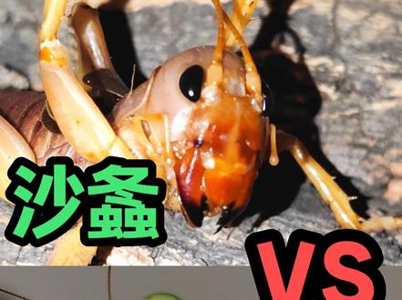 螳螂挑战大沙螽(zhong),最强肉食昆虫能否捍卫自己的地位 #走进昆虫的世界 #创作者中心 #创作灵感 #蝈蝈 #螳螂