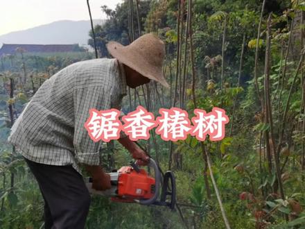 长的好好的香椿树,为什么要锯掉呢?