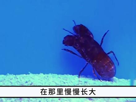 揭露大家都吃过的透明生物,原来是它! #鳌虾 #海洋生物 #琵琶虾 #透明