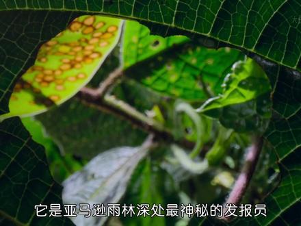 亚马逊丛林中的密语者,角蝉的超能力 #动物世界 #野生动物 #昆虫世界