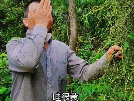 #野生药材 #采药人 #中药本草 #无根藤 #莬丝子 无根藤为樟科无根藤属植物无根藤的全草。又名:无头藤、无娘藤、金丝藤、罗网藤、无根草,无爷藤。
