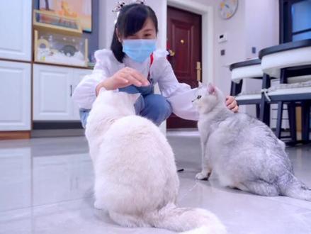 小猫咪做了好多奇怪的事情,竟然是为了模仿主人?