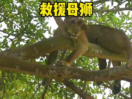 怀孕的母狮被逼爬到树上,摄影师看到心痛不已#神奇动物在抖音 #野生动物零距离 #动物世界 #动物救助