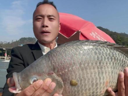 挑战一个小时上岸#响响钓鱼切尔西 #钓鱼是抖音最顶流的运动 #黑坑钓罗非 #无限回锅罗非