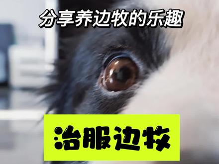 治服边牧 你家边牧你治服了吗?治服边牧要用p绳啊!可不能只是靠打!#边牧 #养狗经验分享 #养狗人