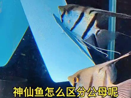 #养鱼日记 神仙鱼怎么区分公母,像繁殖的话可以收藏起来#神仙鱼 #魔门斯卡 #神仙鱼繁殖