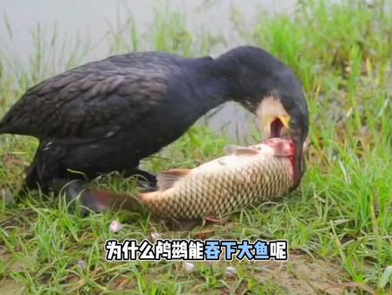 鸬鹚可以吞下大鱼?其实和它的身体构造有关。#动物世界 #科普知识
