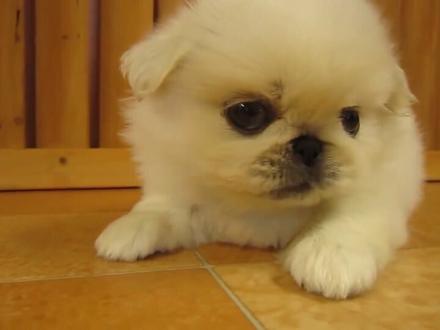 在狗狗面前切狗蛋糕,求小黑狗的心理陰影面积!