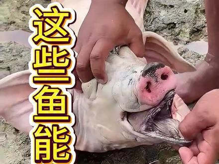 这些鱼千万不要吃,也不敢吃#鱼 #动物 #日常vlog #保护野生动物 #知识分享