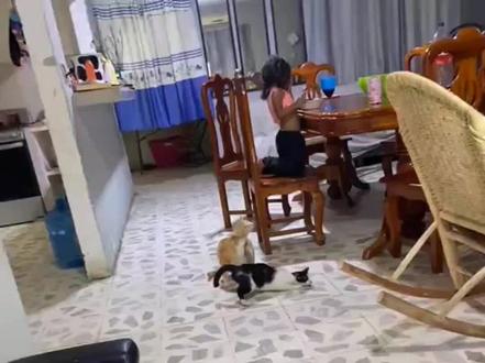 发情的母猫,没用的公公猫!#猫咪