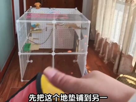 鸟笼不需要底改造版#鹦鹉 #改造 #vlog日常