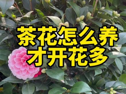 茶花怎么养才开花多?怎么浇水?怎么施肥?光照需求你知道吗?喜阳还是喜阴? #茶花 #养花小知识