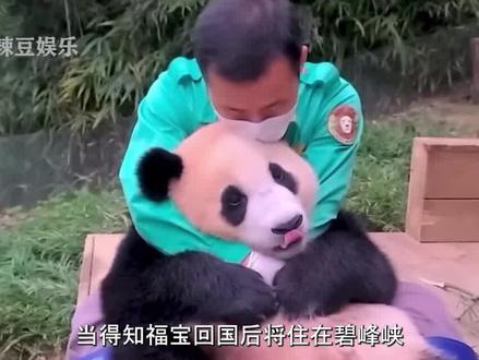 大熊猫福宝明年7月份确定回国,将回妈妈爱宝户口所在地碧峰峡?#福宝 #爱宝 #娱乐 #热门 #姜爷爷