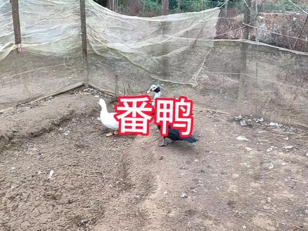 家里又添了几个新成员