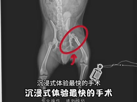 @股骨头脱位,手法复位#狗狗股骨头脱位