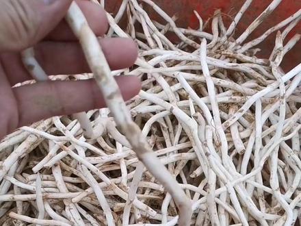 用了玛斯肽后的银条菜叶面浓绿,银条粗长不空心,个别银条单根长度达35cm,平均长度基本上都在15cm-19cm左右,工人挑选起来很是方便,品质好产量高,一亩地能产4~5千斤,每斤可以卖2+,银条可以做菜也可以制成罐头制品。没想到喷了两遍的玛斯肽能有这么好的效果,表示后续还会继续使用玛斯肽。 #专业的事交给专业的人 #抖音助农 #农业种植 #现场实拍
#三农流量扶持计划