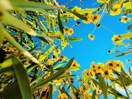 宁波梅山红桥花海盛开啦🌼徒步攻略及避雷指南 大家好,我是带你云徒步的王哪逃,近期宁波北仑梅山湾的南堤花海又开了,目前在开的是大花金鸡菊,还在最佳观赏期,范围从南堤到梅山大桥附近,花田面积约88,000平方米,找个好天气去看看吧~
日期:2025.5.22
里程:8.82km
上升:55米
用时:3小时
难度:中班以上
轨迹:8995724
🚗导航:梅山红桥北停车场/梅山湾度假区3号地面停车场
🚌公共交通:地铁1号线长江路B出口,公交长江路站(快线一),春晓大道连岛路口下车步行5分钟到起点。
✅停好车,右转上红桥,走1.5km下来就能看到花海了。花海长约1.8km,可以租个电瓶车或自行车游玩。沿途设置了拍摄点位,进去走石板路,可以美美拍照,不要踩踏花草哦。
✅看完花花直行路过0号营地,看到“梅山湾”大石头右转往洋沙山方向走1.5km,沿途风景不错,有大片绿地,防波堤之类的。
✅洋沙山远望一片翠绿,相传里面藏着石洞机位,但赞翻过大片礁石。我去的时候,上面密密麻麻爬满了海蟑螂,鸡皮疙瘩瞬间起来了。俺不中咧!!!😭
✅最后三公里是沿着梅山湾沙滩公园外面走,如果天热的话建议像我一样打车返回起点。
❤️傍晚夕阳光线下拍花海更有油画感和氛围感,快把你拍到的美景发到评论区吧~
#宁波亲子徒步 #梅山红桥 #梅山湾 #徒步路线推荐 #徒步赏花好去处