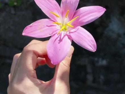 新手教程之|“超可爱的动态live图”效果|#剪辑教程 #livephoto #plog #教程 #live图