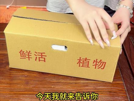 卧室也能养的小盼菩提 #小盼菩提#茶室禅意绿植#室内绿植