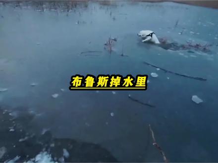 永远不要小瞧男生和布鲁斯之间的羁绊#拉布拉多#布鲁斯#狗子
