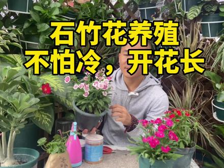 #石竹 石竹花的养殖方法,不怕冷耐寒,开花花色众多,可以地栽也可以盆栽,花期长的花卉。 #石竹花 #养花