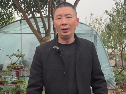 #金弹子 生桩金弹子种植教学视频完整版;点赞收藏。以免错过。