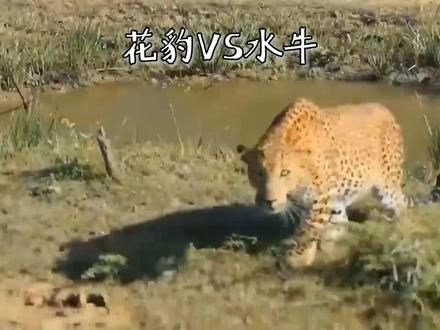 #动物世界 #水牛 #花豹 #抖音助手 花豹VS水牛