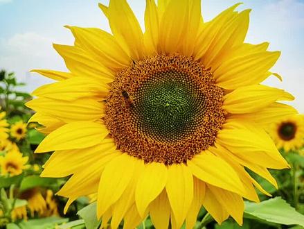 #科普冷知识 #冷知识 #向日葵
1. 向日葵成熟后为啥不追太阳了?
2. 向日葵花盘藏着的数学密码!
3. 这种花能‘吃’辐射?向日葵的5个逆天冷知识!