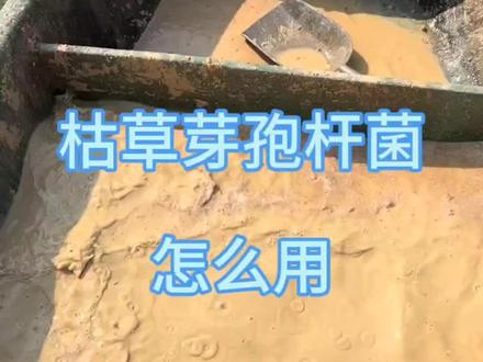 枯草芽孢杆菌你用过吗?#水产养殖 #四大家鱼养殖 #高密度水产养殖 #枯草芽孢杆菌